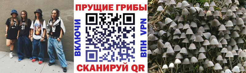 Купить  Бирск  Галлюциногенные грибы GOLDEN TEACHER 